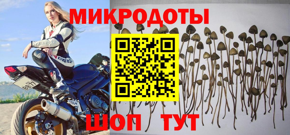 Псилоцибиновые грибы Psilocybe  Вход с VPN  Санкт-Петербург  Псилоцибиновые грибы мухоморы 